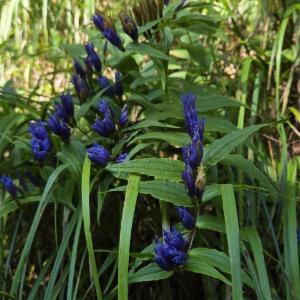 Click to view this image in a large viewer