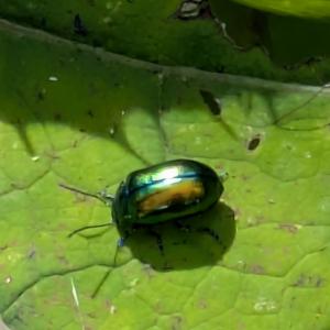 Click to view this image in a large viewer