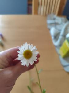 Click to view this image in a large viewer