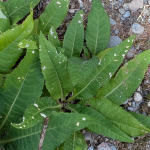 Click to view this image in a large viewer