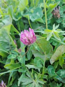 Click to view this image in a large viewer