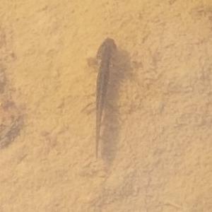 Click to view this image in a large viewer