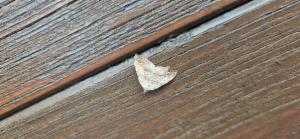 Click to view this image in a large viewer