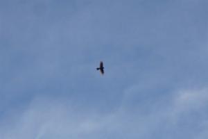 Click to view this image in a large viewer