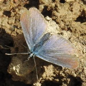 Click to view this image in a large viewer