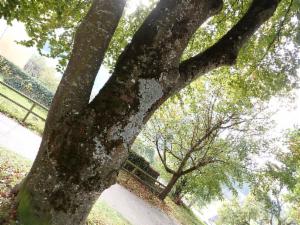 Click to view this image in a large viewer