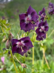 Click to view this image in a large viewer