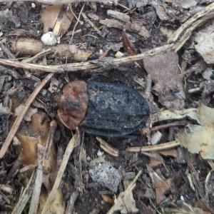 Click to view this image in a large viewer