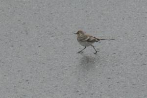 Click to view this image in a large viewer