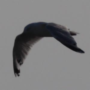 Click to view this image in a large viewer