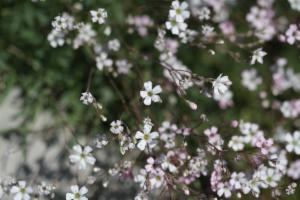 Click to view this image in a large viewer