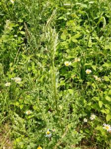 Click to view this image in a large viewer