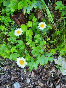 Click to view this image in a large viewer