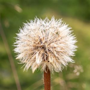 Click to view this image in a large viewer