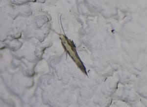 Click to view this image in a large viewer