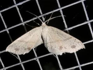 Click to view this image in a large viewer