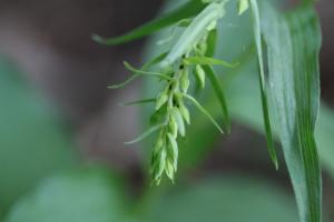 Click to view this image in a large viewer