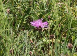 Click to view this image in a large viewer