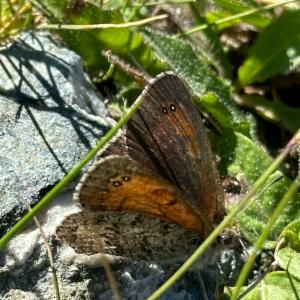 Click to view this image in a large viewer