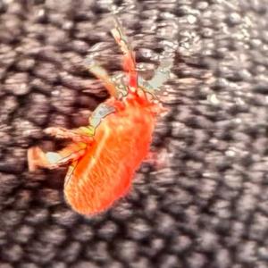 Click to view this image in a large viewer