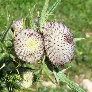 Click to view this image in a large viewer