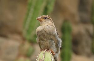 Click to view this image in a large viewer