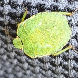 Click to view this image in a large viewer