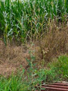 Click to view this image in a large viewer