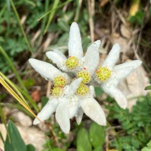 Click to view this image in a large viewer