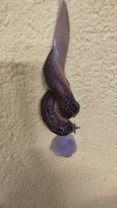 Click to view this image in a large viewer