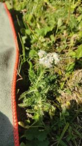 Click to view this image in a large viewer