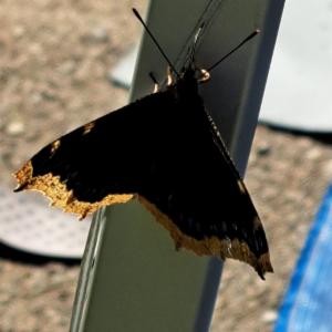 Click to view this image in a large viewer