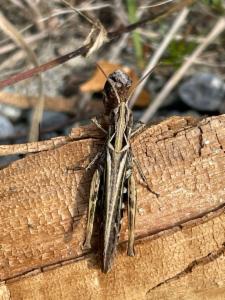 Click to view this image in a large viewer