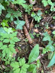 Click to view this image in a large viewer