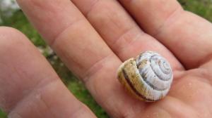 Click to view this image in a large viewer