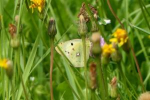 Click to view this image in a large viewer