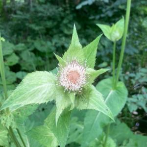 Click to view this image in a large viewer