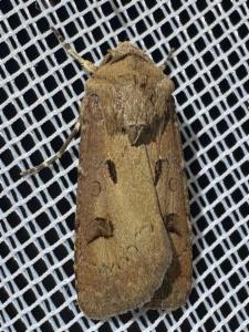 Click to view this image in a large viewer