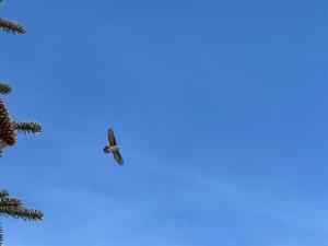 Click to view this image in a large viewer