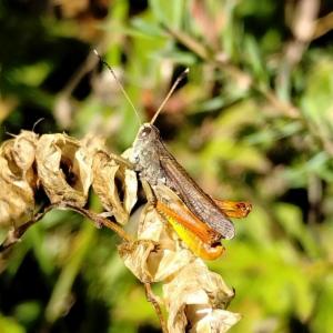 Click to view this image in a large viewer