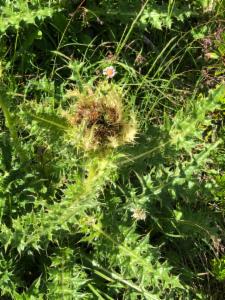 Click to view this image in a large viewer