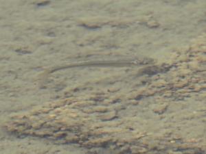 Click to view this image in a large viewer