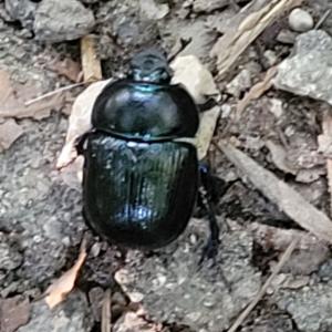 Click to view this image in a large viewer