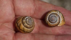 Click to view this image in a large viewer