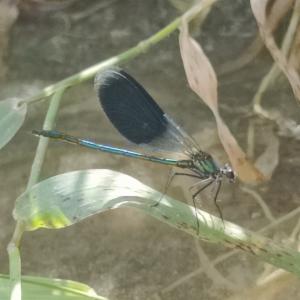 Click to view this image in a large viewer