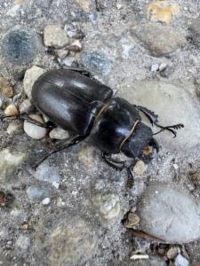 Click to view this image in a large viewer