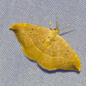 Click to view this image in a large viewer