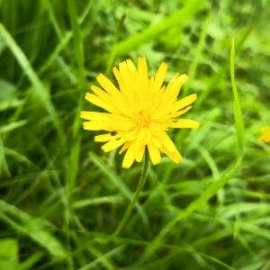 Click to view this image in a large viewer