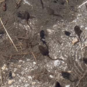 Click to view this image in a large viewer