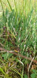 Click to view this image in a large viewer